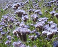 Lacy phacelia seeds 1Kg