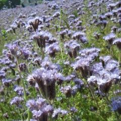 Lacy phacelia seeds 1Kg