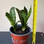 Snake plant Image 3