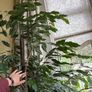 Ficcus Plant (indoor) Image 3