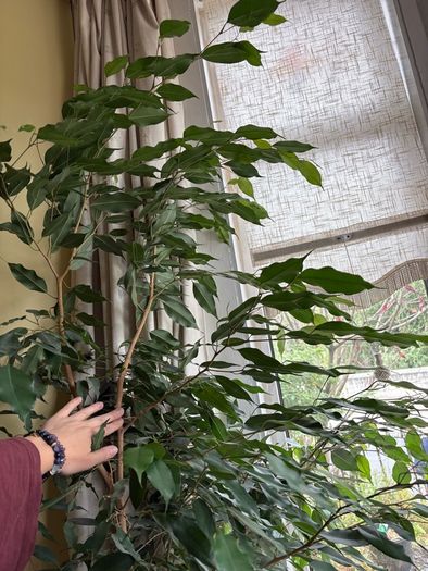 Ficcus Plant (indoor)