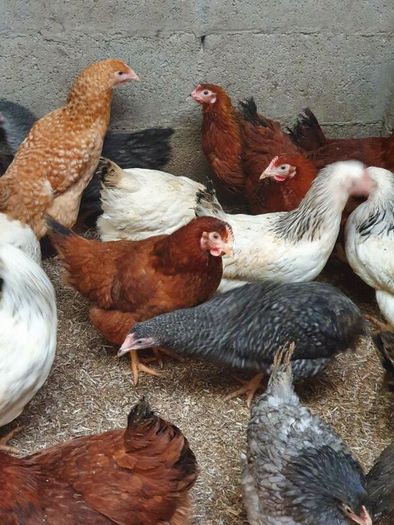 Hens, point of lay pullets
