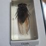 resin encased insects Image 5