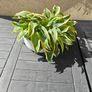 Hosta plant Image 2