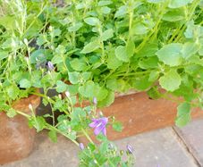 Campanula Bell Flower (Purple)