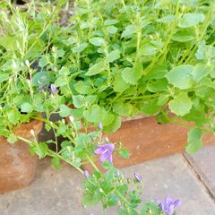 Campenula Bell Flower (Purple)