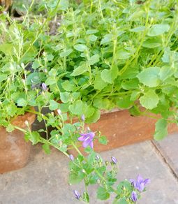 Campanula Bell Flower (Purple)