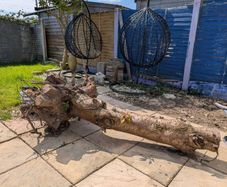 large tree trunk
