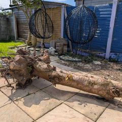 large tree trunk