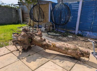 large tree trunk
