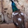 Peafowl hatching eggs Image 9