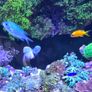 red sea reefer g2 250 Image 8