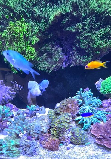 red sea reefer g2 250