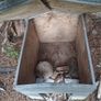 dog house Image 3