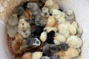 day old chicks
