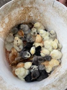 pekin day old chicks