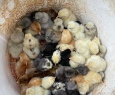 pekin day old chicks