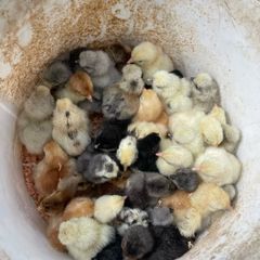 pekin day old chicks