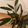 Large plant and pot Image 2
