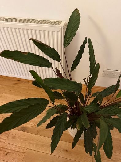 Large plant and pot