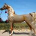 blue_bell