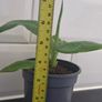 Banana Plant Image 4