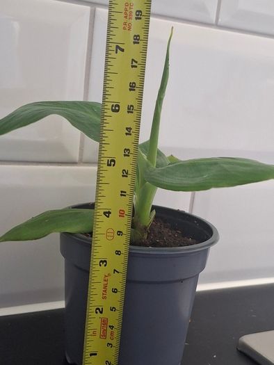 Banana Plant