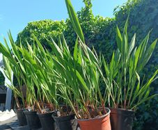 Lucifer Plants