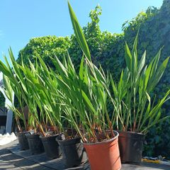 Lucifer Plants