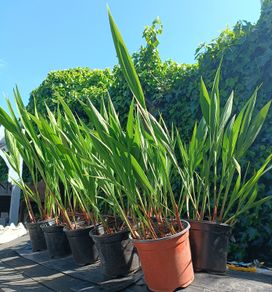Lucifer Plants