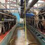 Relief milking available Image 5