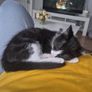 kittens free to good home Image 6