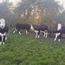 Hereford Heifers Image 2