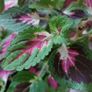 Coleus Houseplant & Tall Premium Planter Image 5