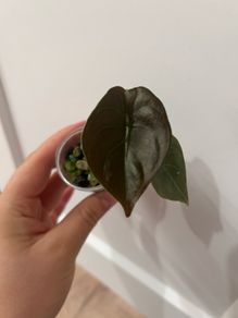 ALOCASIA cuprea 2 leaf pups