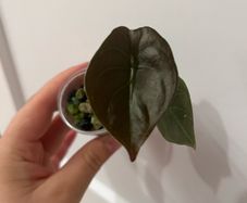 ALOCASIA cuprea 2 leaf pups