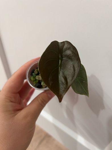 ALOCASIA cuprea 2 leaf pups