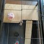 Little friends Grosvenor XL small animal cage Image 6