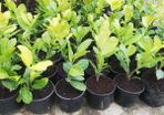 Laurel Hedging