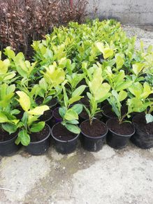 Laurel Hedging