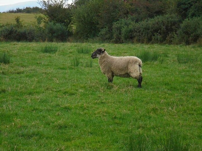 Teaser Rams    For Hire ..... Hire Available !!