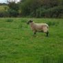 Teaser Rams    For Hire ..... Hire Available !! Image 9