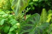 Rare plants for sale