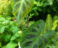 Rare plants for sale