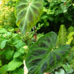Rare plants for sale