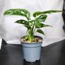 Monstera Image 3