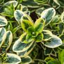plants Image 2