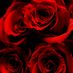 rose12345