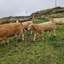 Organic bullocks for sale Image 7