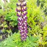 plants Image 3